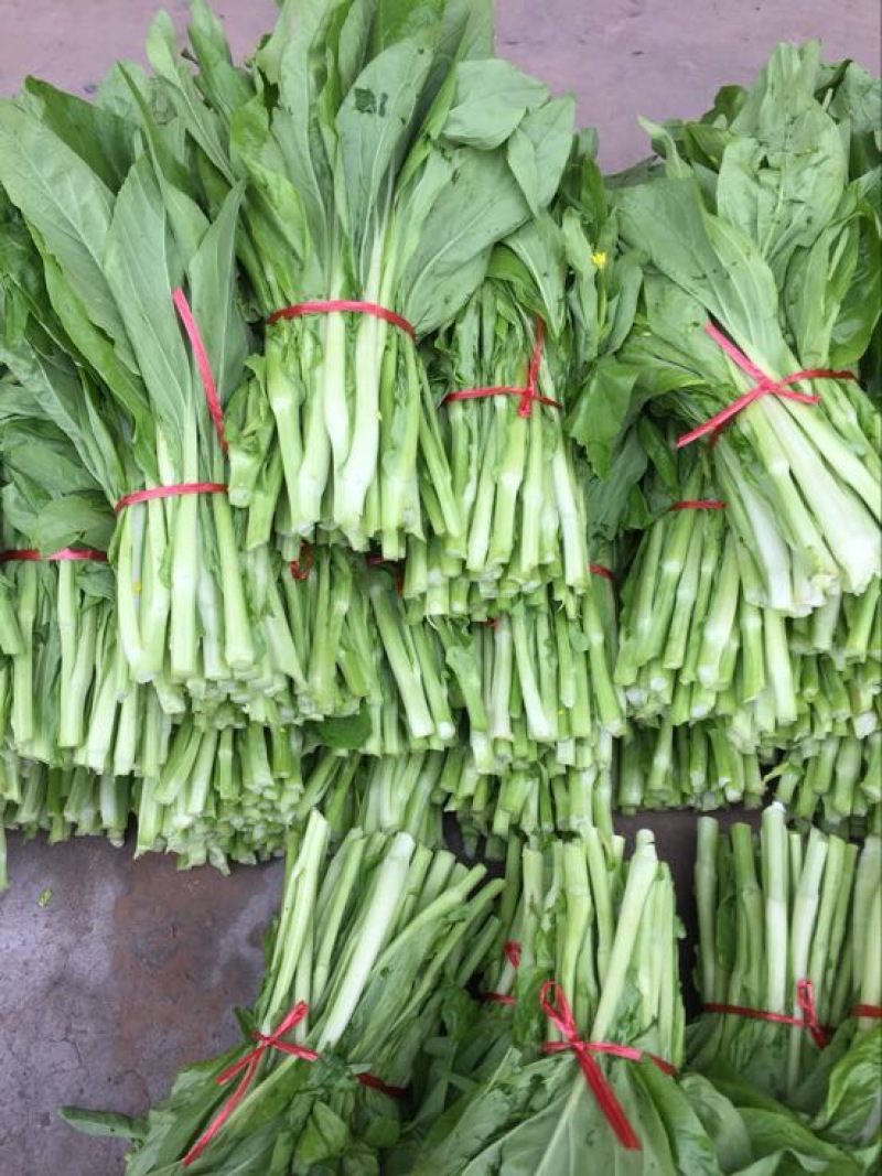 湖北当阳精品白菜苔广东白菜心15~20cm