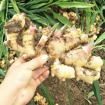 云南2黄姜云南小黄姜质量好保质保量货量大