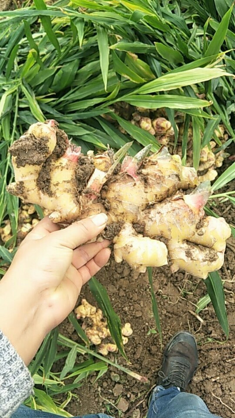 云南2黄姜云南小黄姜质量好保质保量货量大