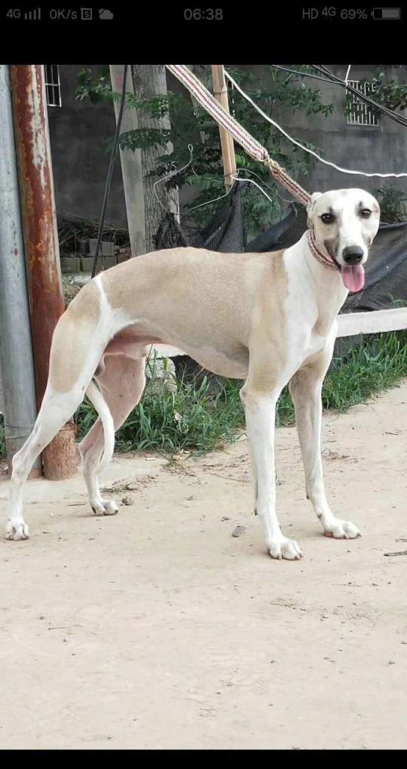 纯种猎兔犬