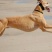 纯种猎兔犬