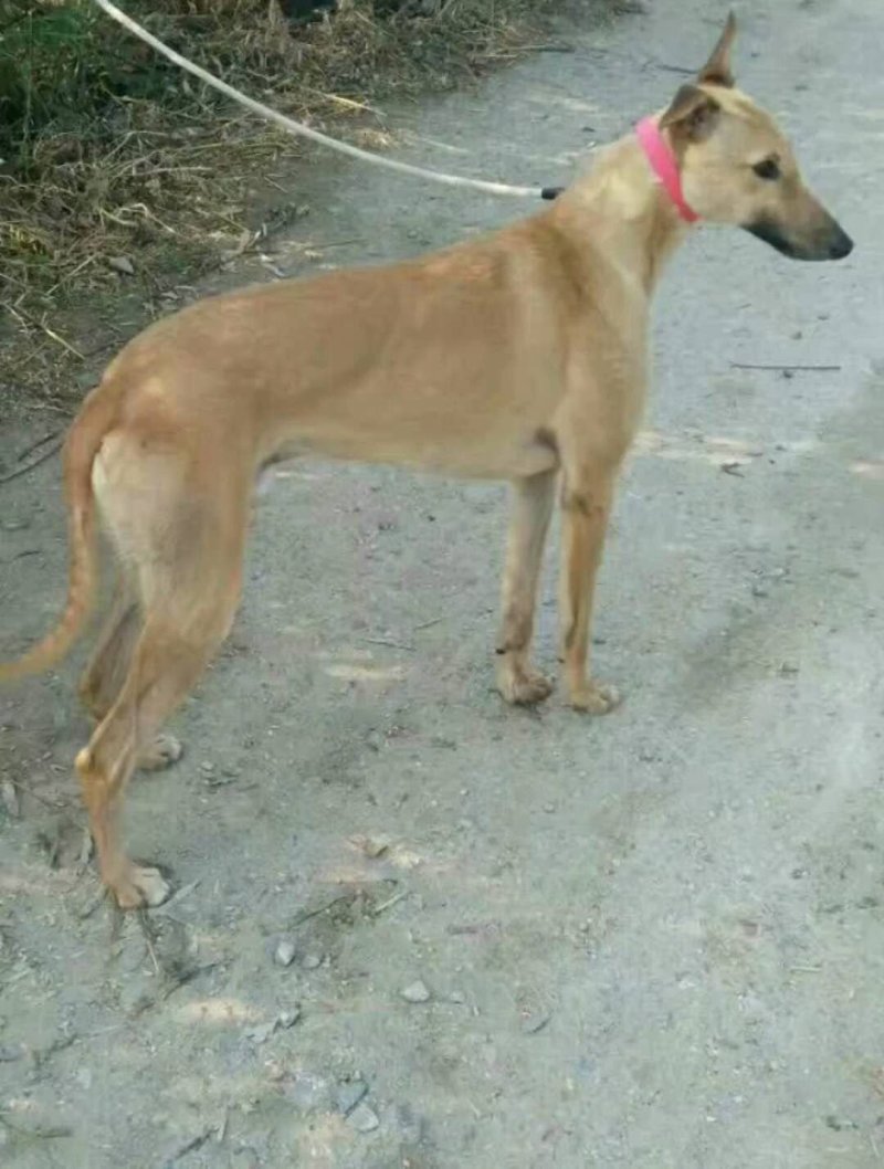纯种猎兔犬