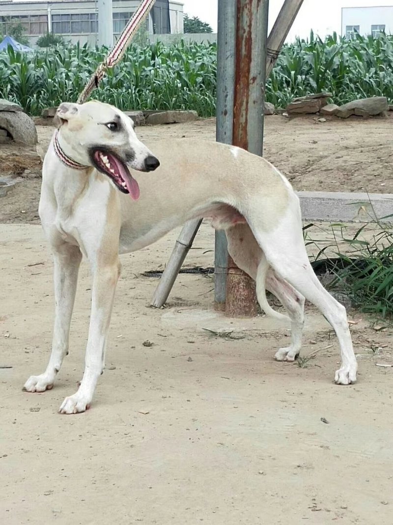 纯种猎兔犬