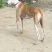 纯种猎兔犬