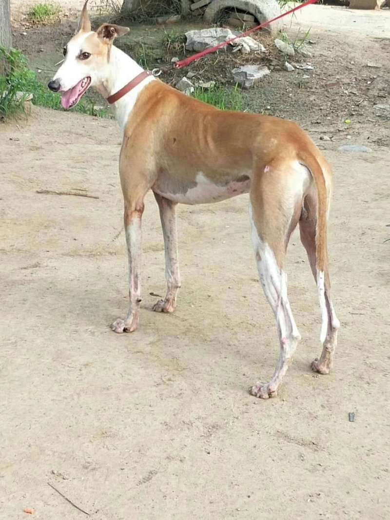 纯种猎兔犬