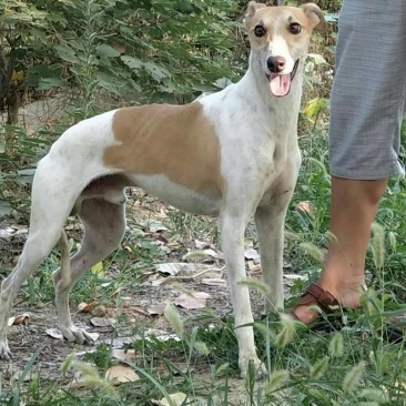 纯种猎兔犬
