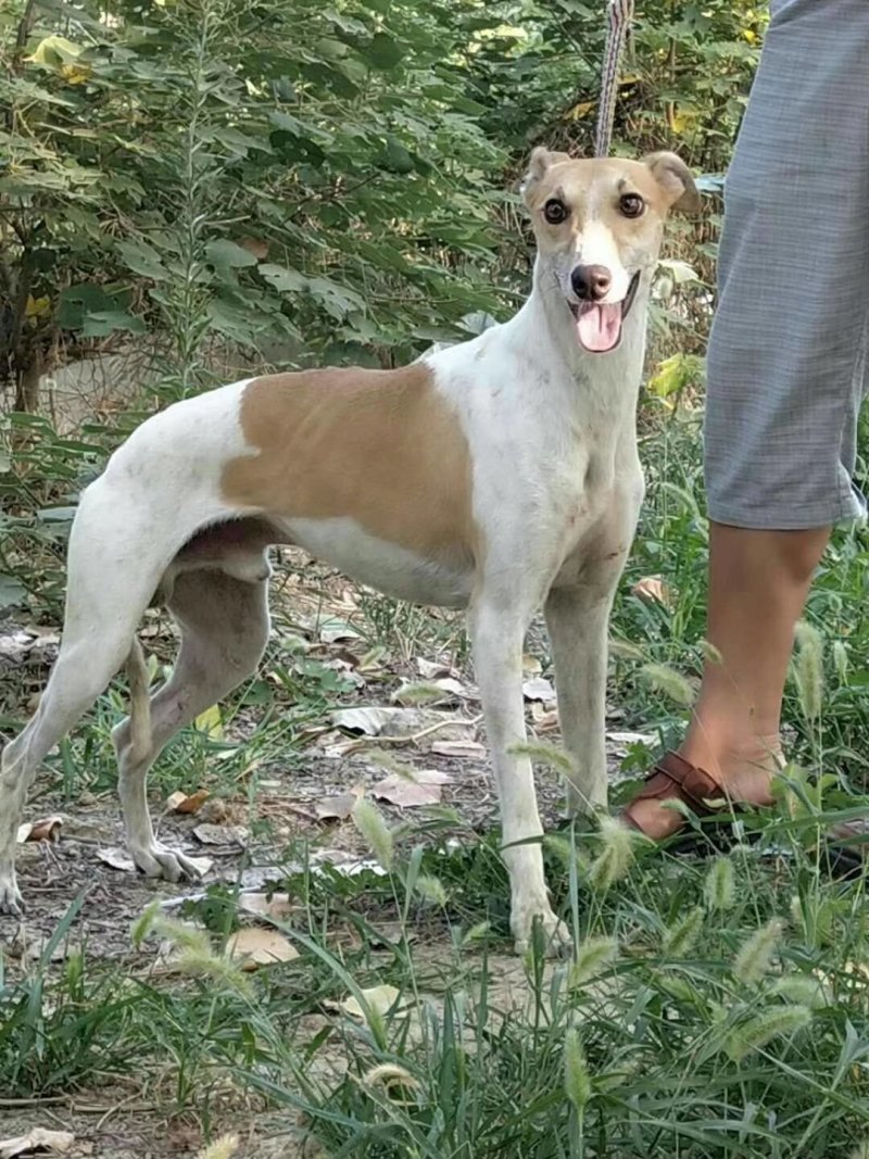 纯种猎兔犬