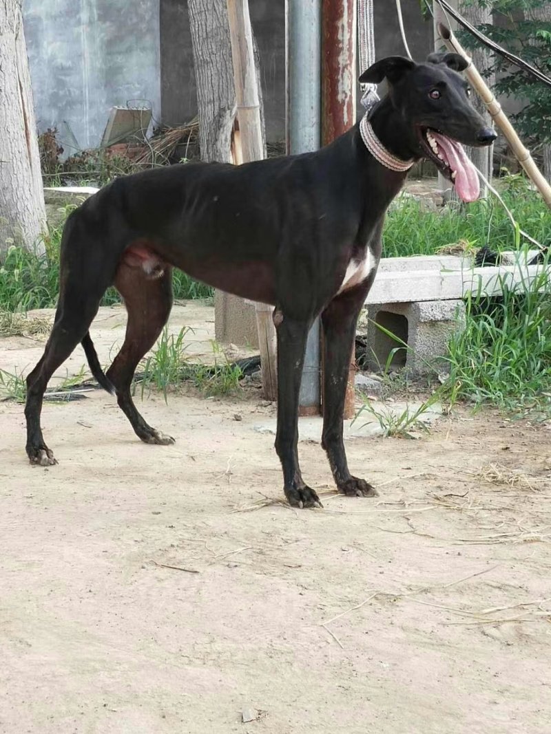 纯种猎兔犬