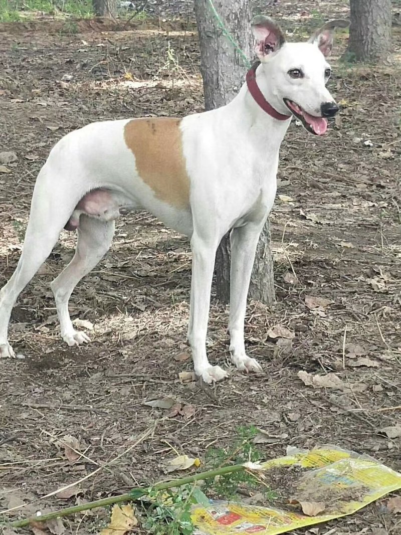纯种猎兔犬