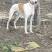 纯种猎兔犬