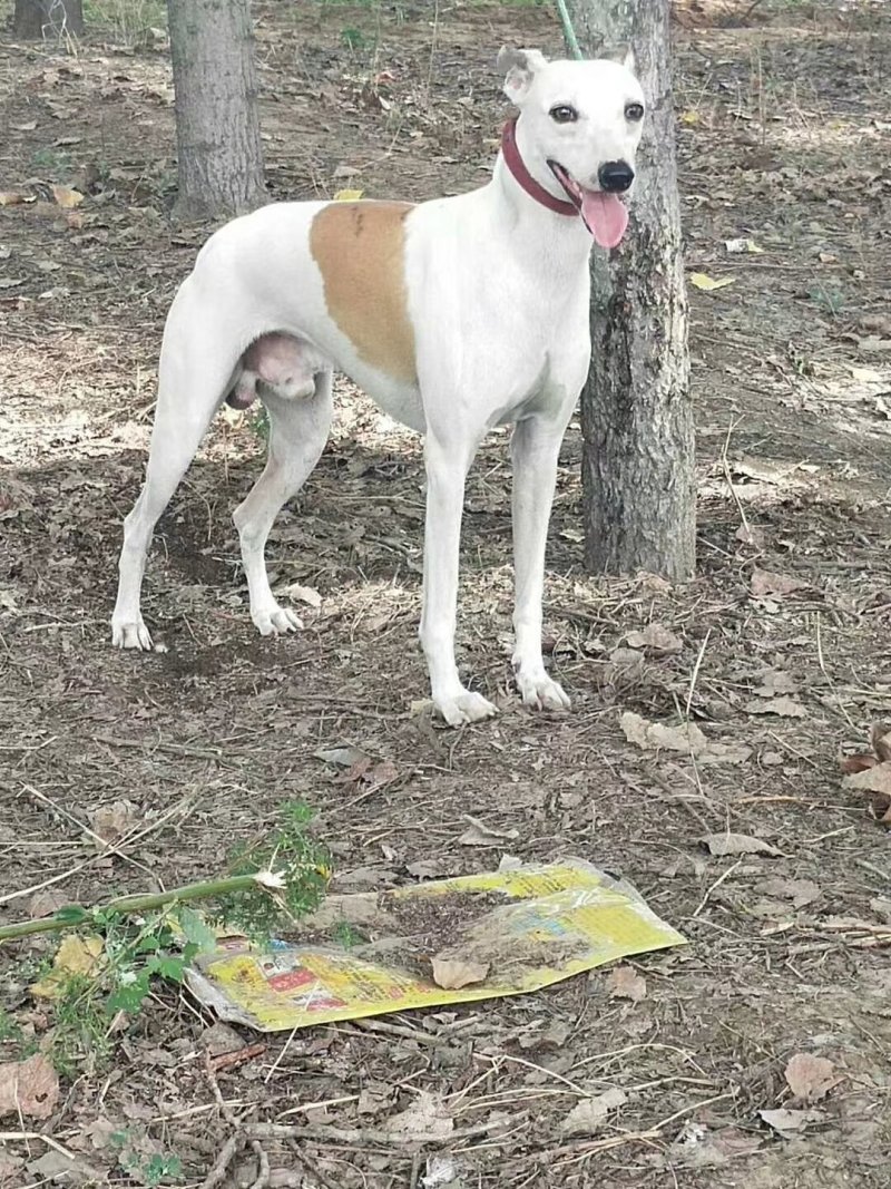 纯种猎兔犬