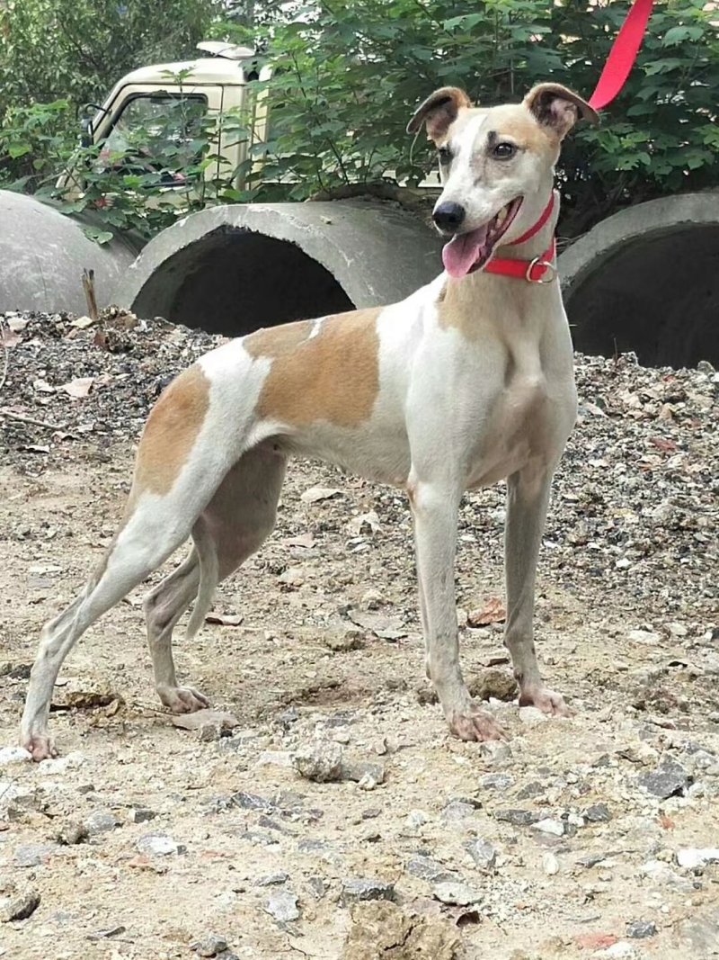 纯种猎兔犬