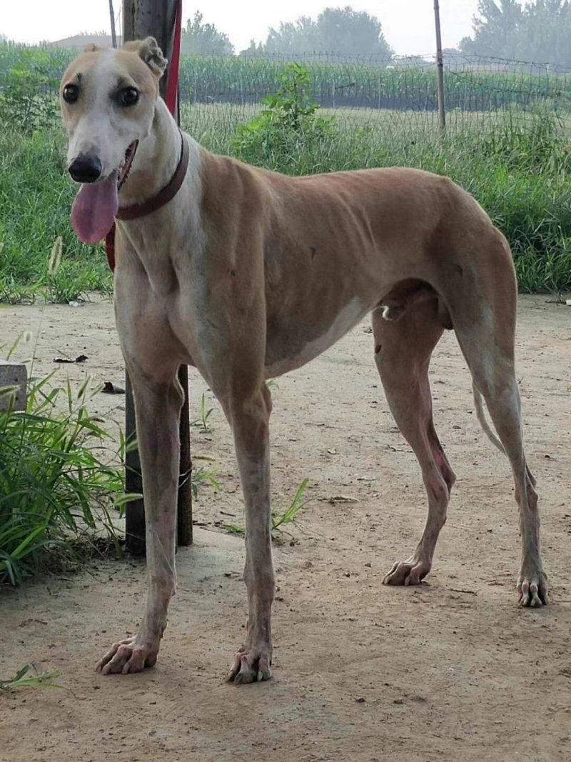 纯种猎兔犬