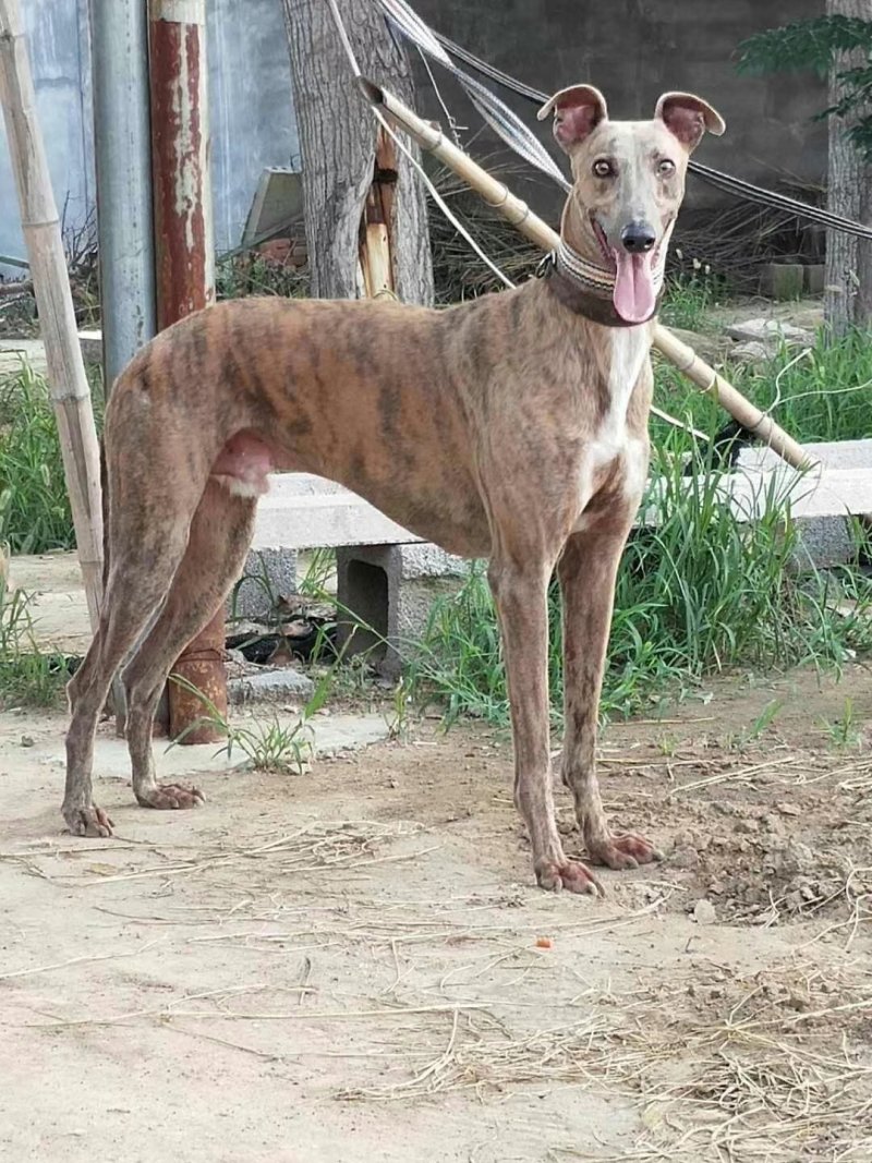 纯种猎兔犬