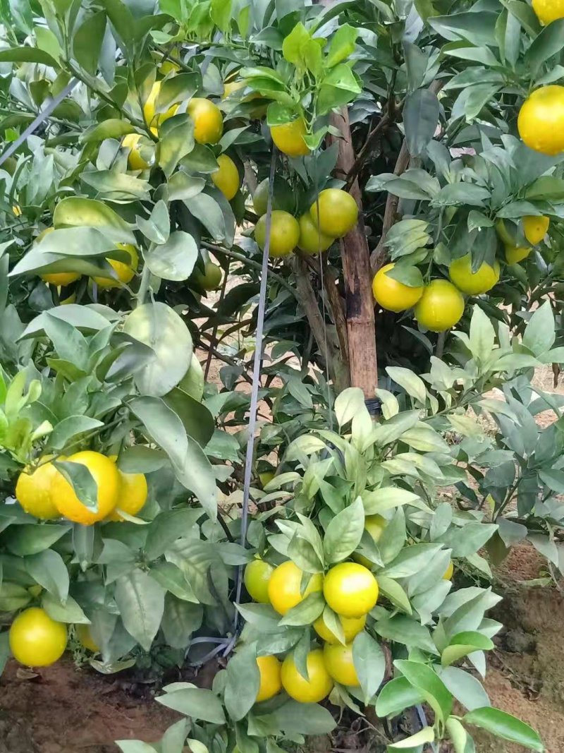 红江橙