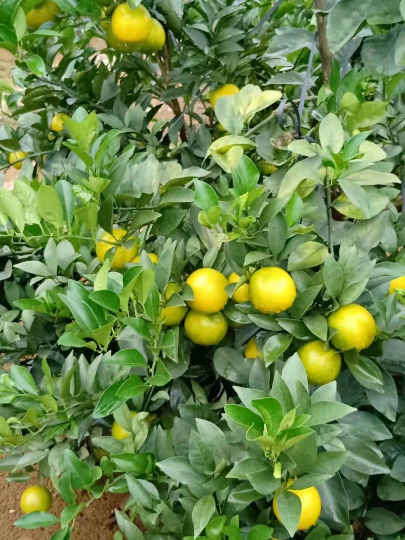 红江橙