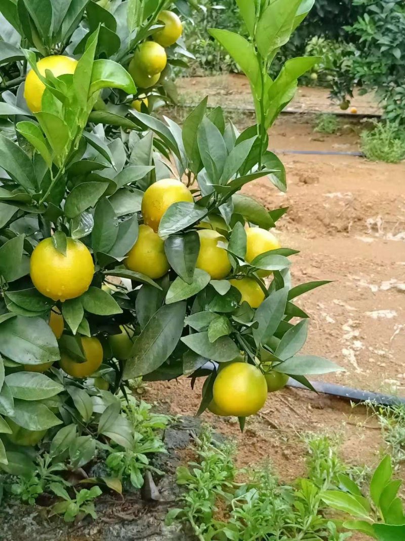 红江橙