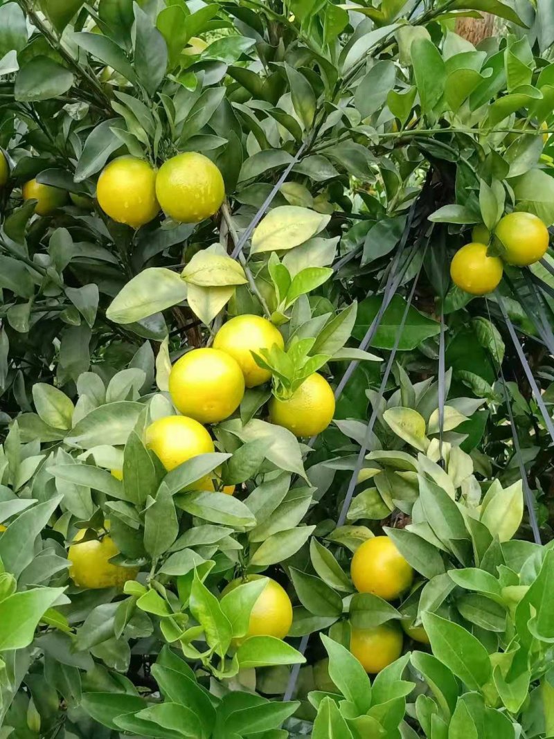 红江橙