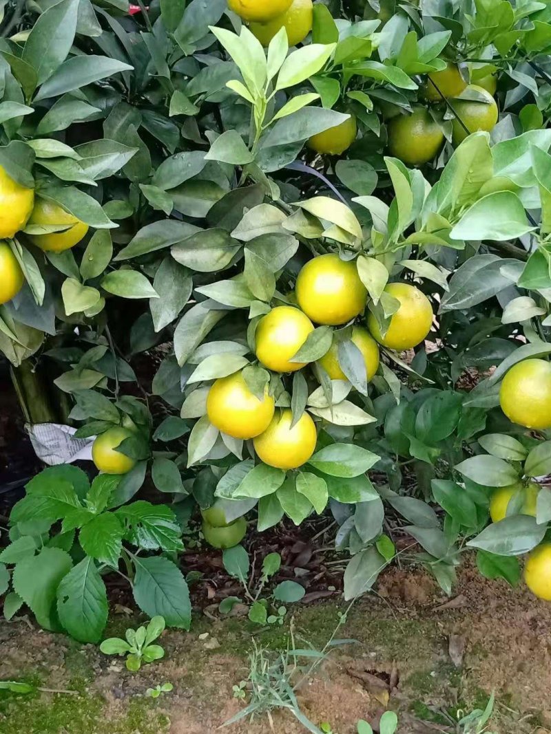 红江橙