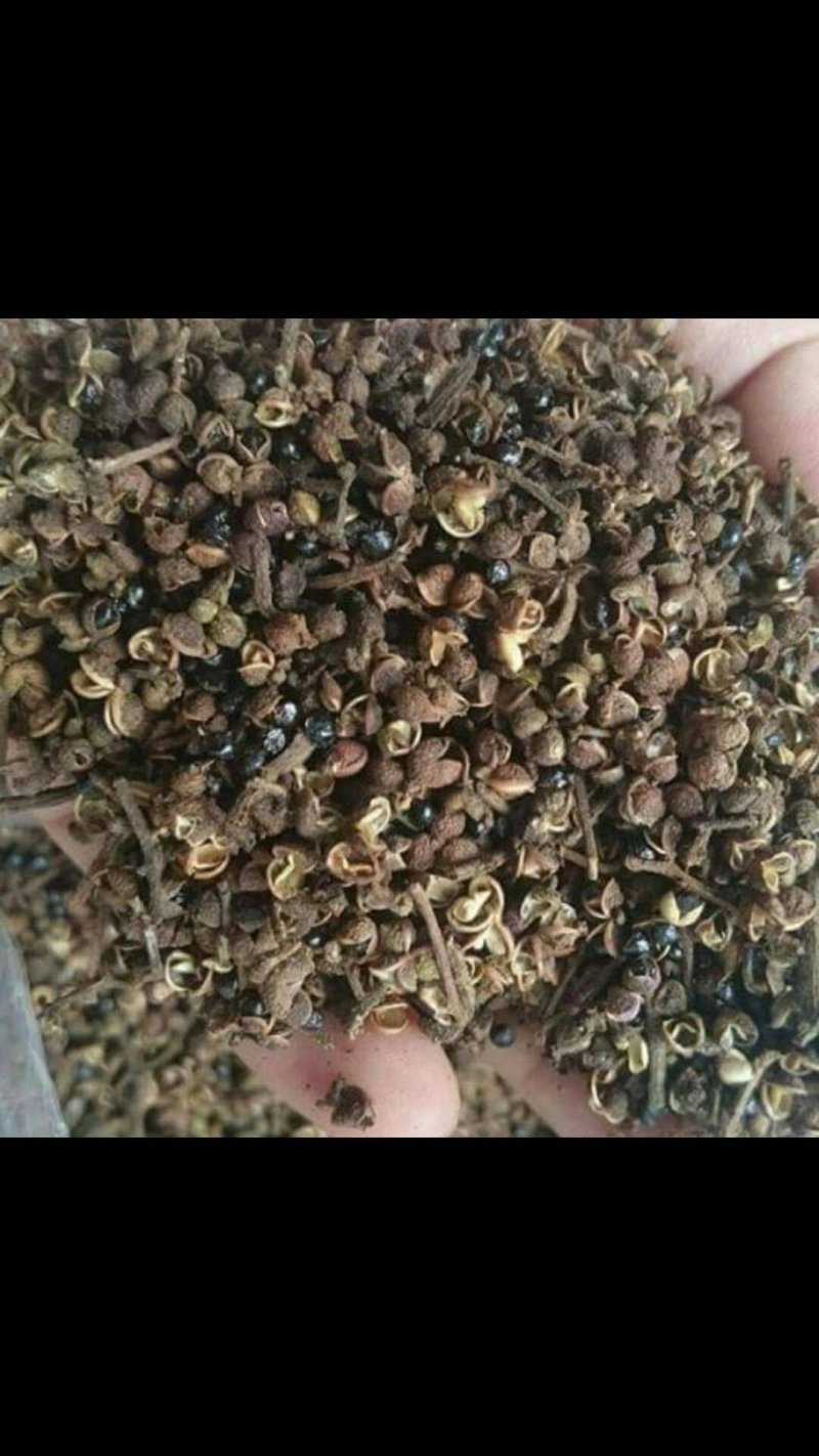 吴茱萸越南货