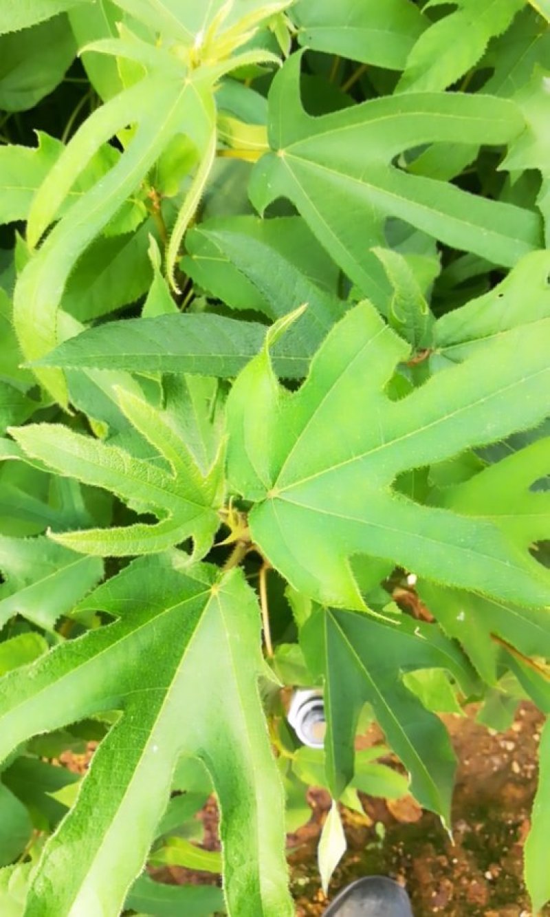 五指毛桃苗
