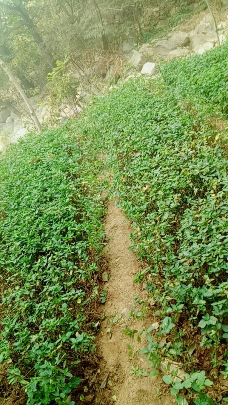 金银花