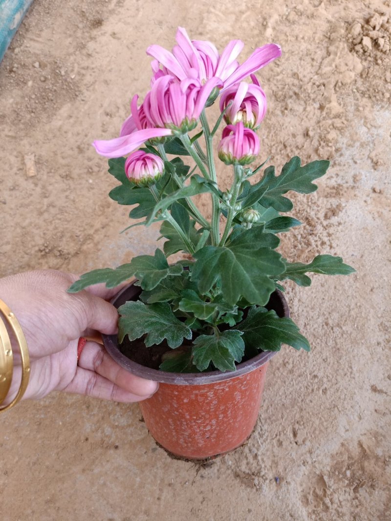 菊花