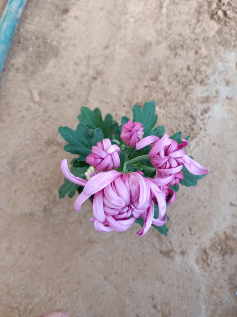菊花