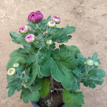 菊花