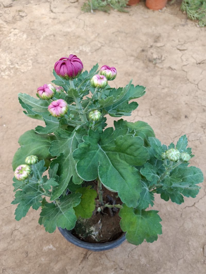 菊花