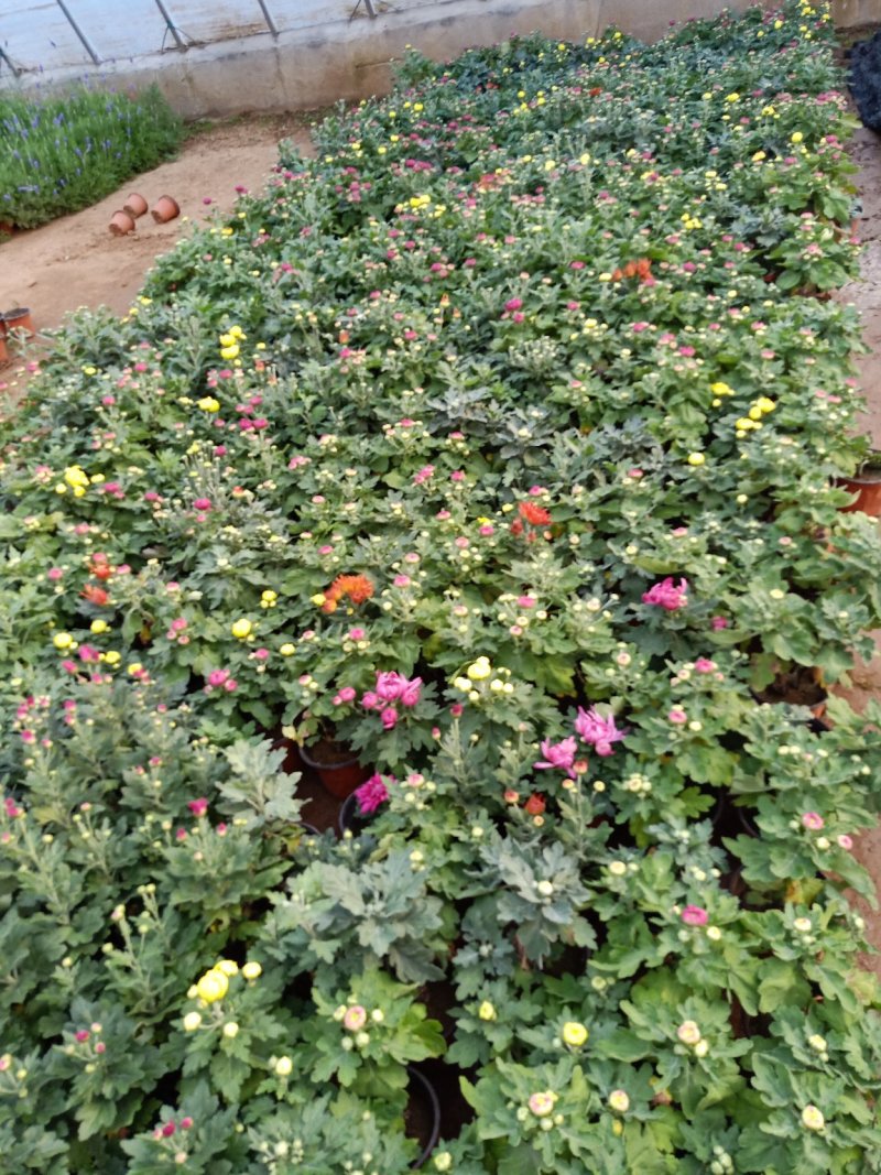 菊花