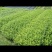 安吉白茶苗