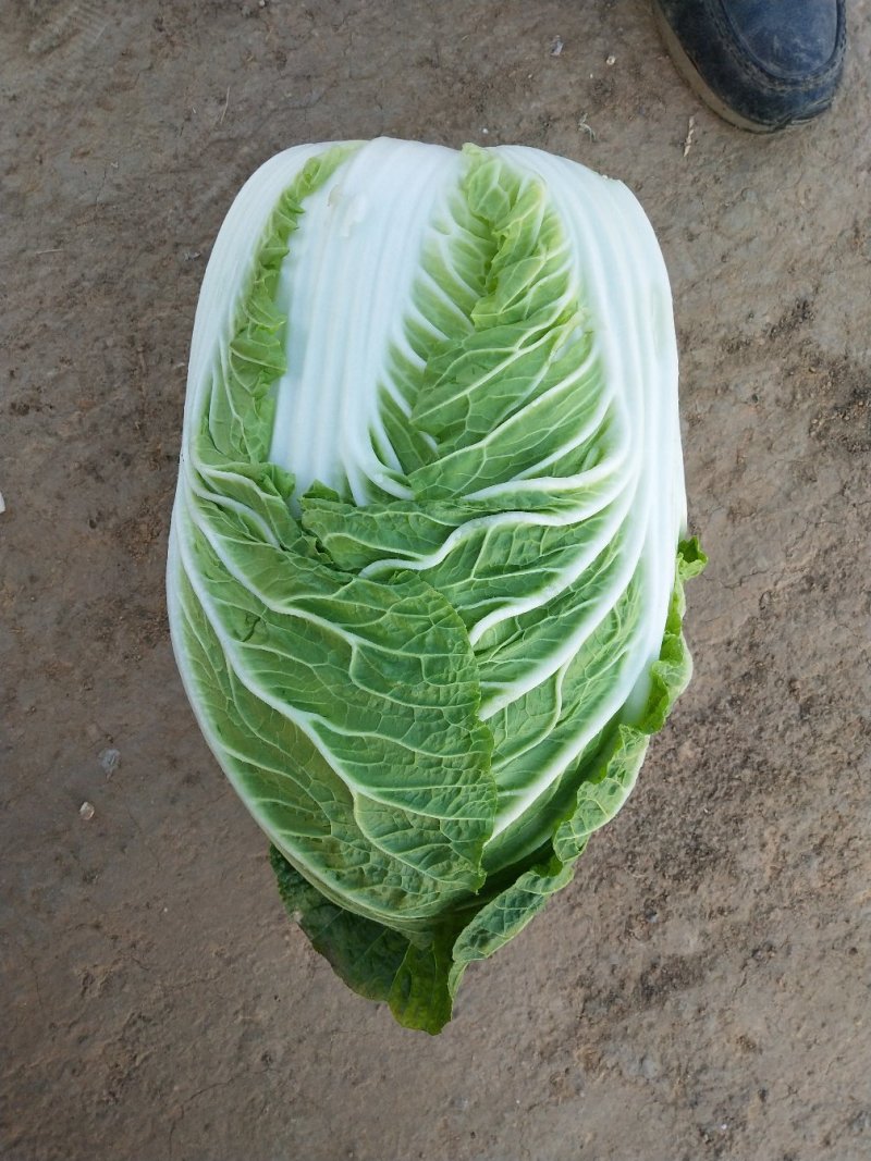 青州市秋季黄心大白菜大量上市，产地直供大量供应