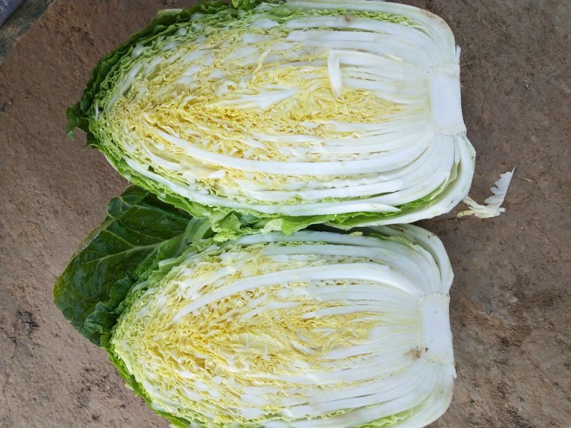 青州市秋季黄心大白菜大量上市，产地直供大量供应