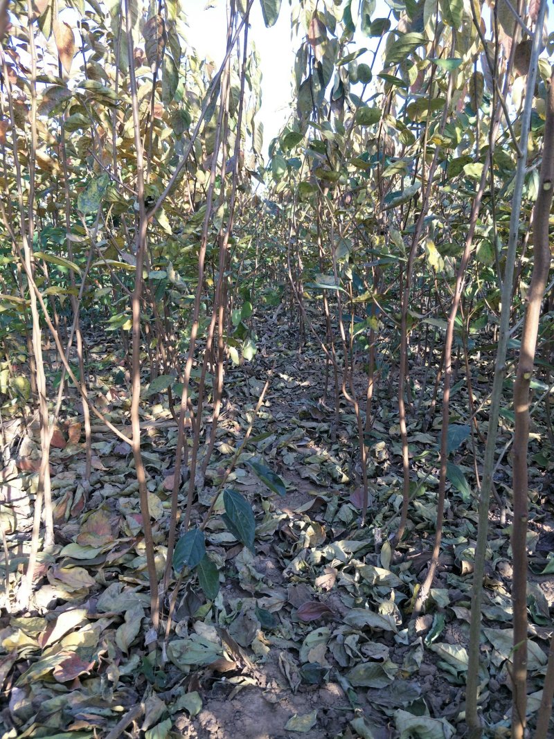 阳丰甜柿子树苗假一赔十口感好产量高脆甜摘下即吃