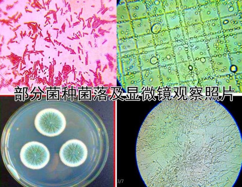 食用菌原料堆肥发酵剂