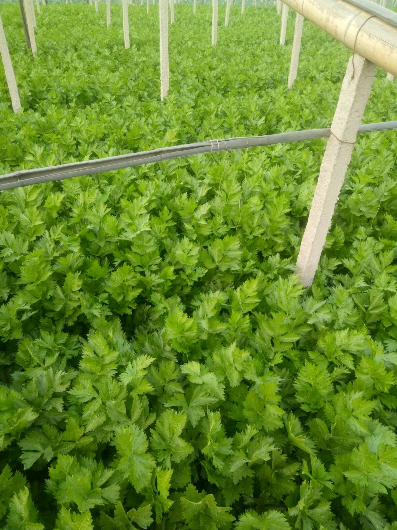 优选法国皇后芹菜55公分到60公分，大小均匀，欢迎下单