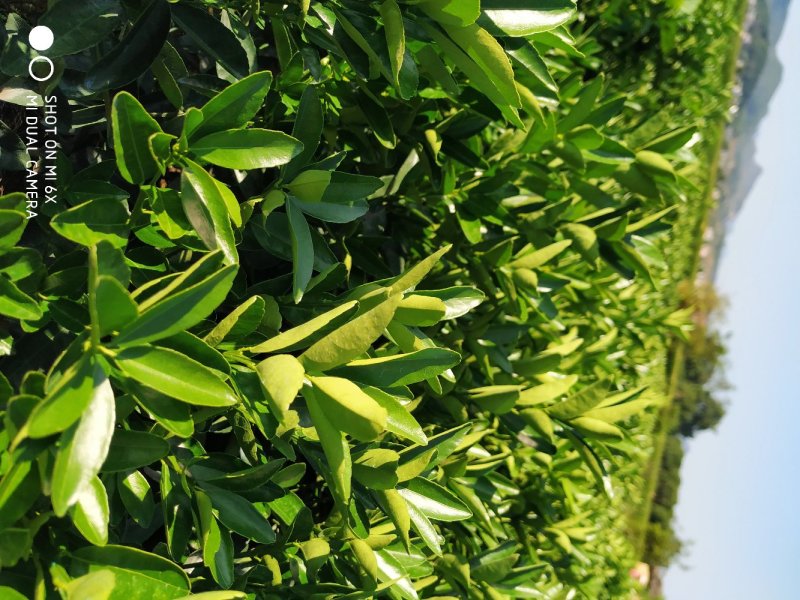 大果品种茂谷柑嫁接果苗