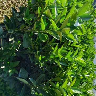 大果品种茂谷柑嫁接果苗