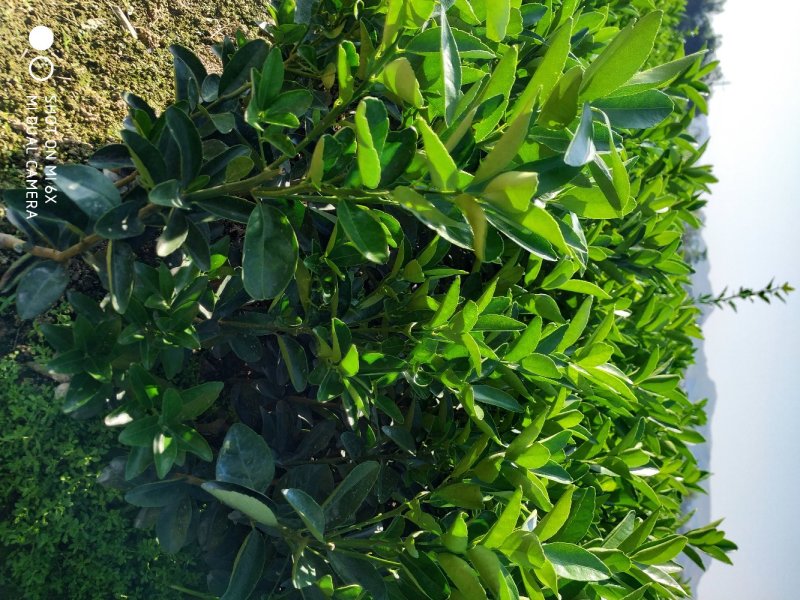 大果品种茂谷柑嫁接果苗
