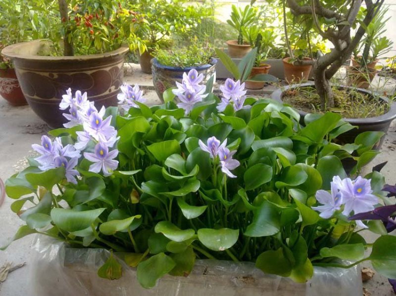 水葫芦