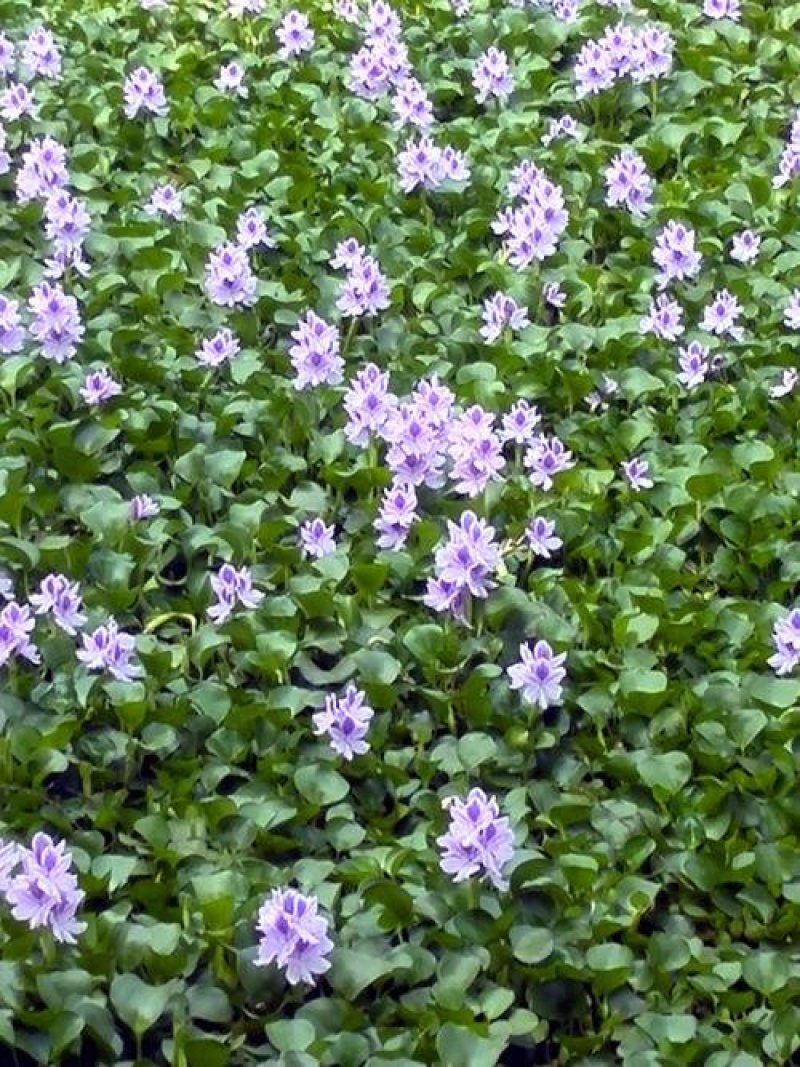 水葫芦