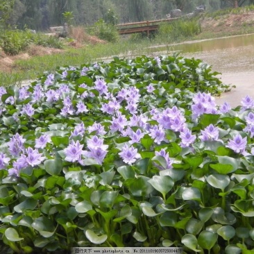 水葫芦