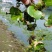 水葫芦