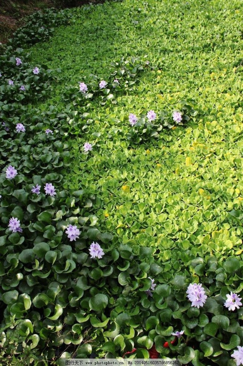 水葫芦