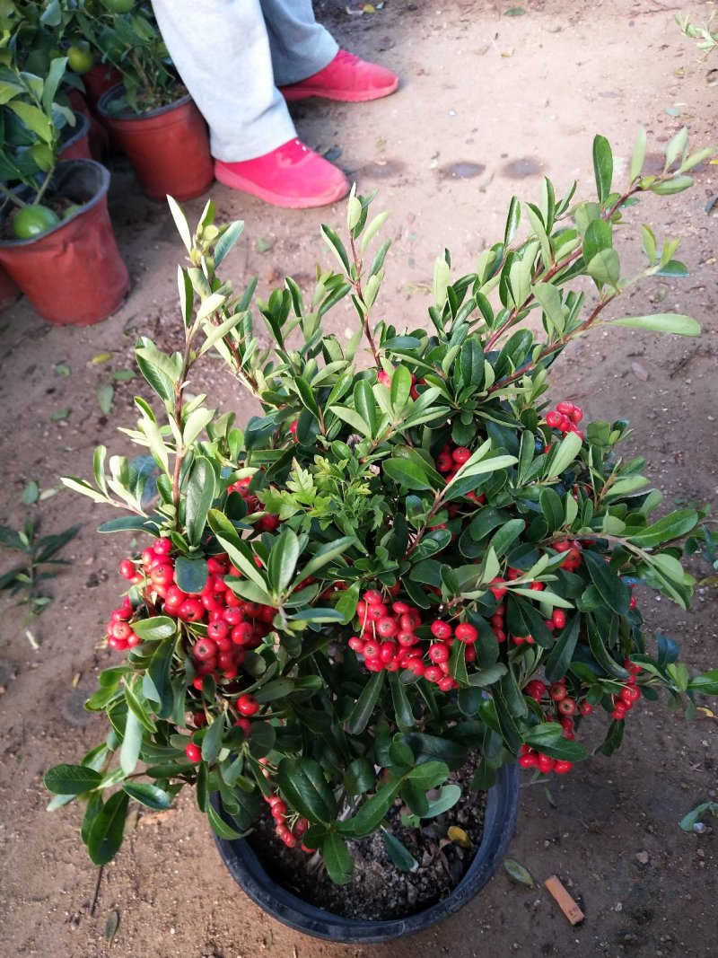 盆景火棘盆栽苗带果发货