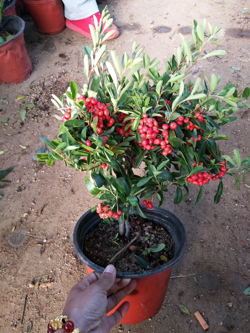 盆景火棘盆栽苗带果发货