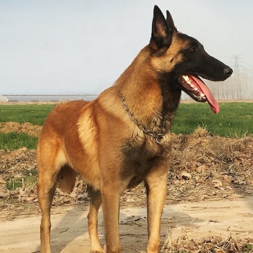 狗崽公，马犬，爆红马犬，纯种德牧