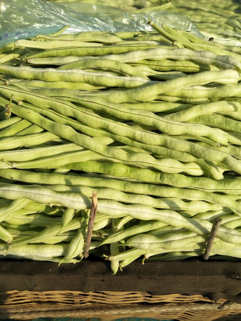 芸豆春秋供应欢迎光临