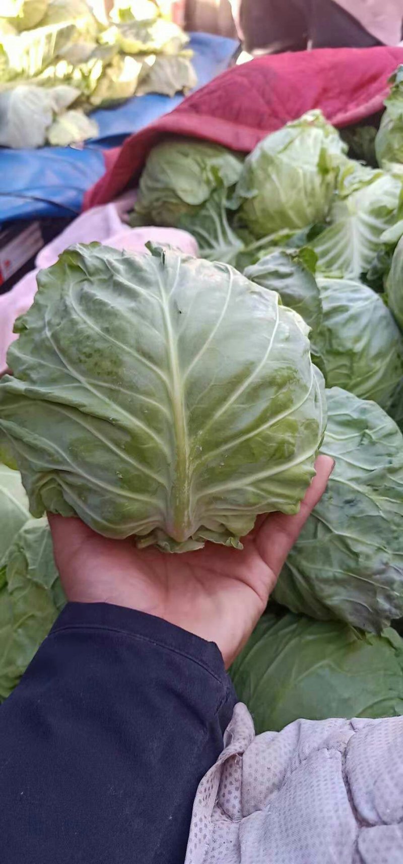 绿甘蓝